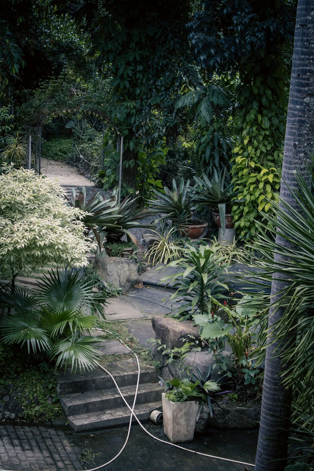 Allée entourée de plantes dans un jardin luxuriant